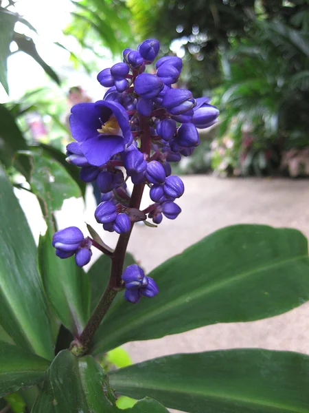 Flores tropicales en el entorno del jardín — Foto de Stock