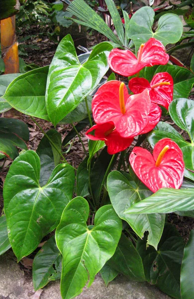 Bahçe ortamında tropik çiçekler — Stok fotoğraf