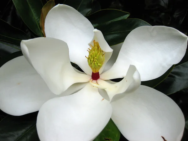 Primo piano del fiore di magnolia bianca — Foto Stock