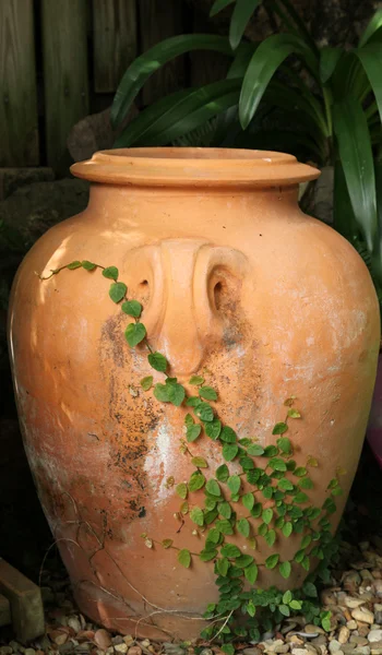 Urna de terracota grande con enredadera creciendo en ella — Foto de Stock