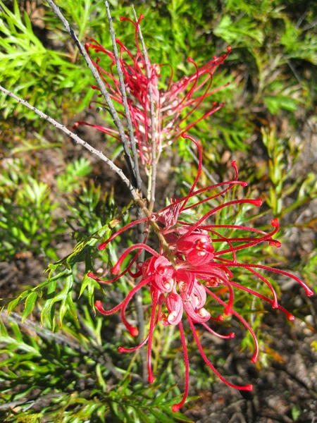 Closeup červené grevilla, queensland, Austrálie — Stock fotografie