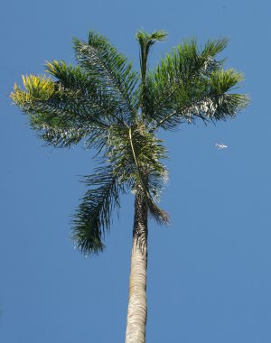 Mavi gökyüzünde palmiye ağaçları