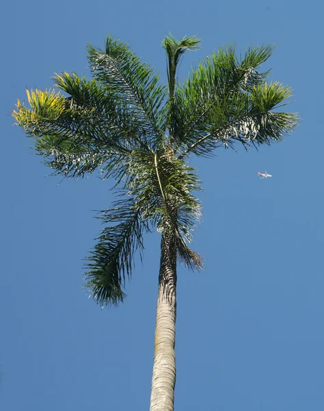Palm trees on blue sky — Stock Photo, Image