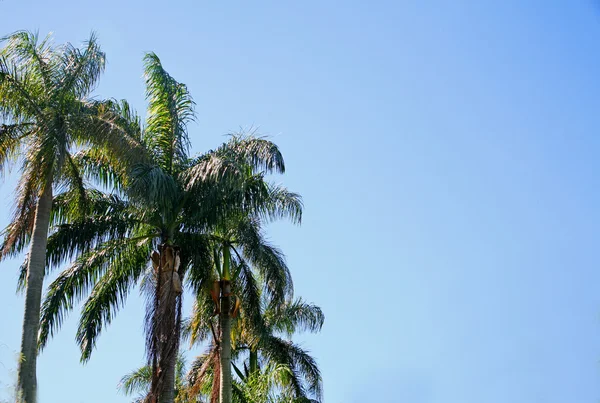 Palm trees on blue sky — Stock Photo, Image