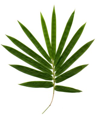 Bamboo clipart