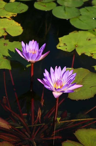 stock image Water lily