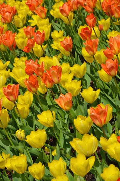 Tulipani arancioni e gialli — Foto Stock
