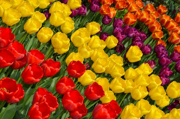 Giardino colorato tulipano — Foto Stock