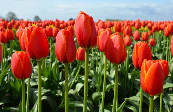 Tulipes rouges de printemps — Photo