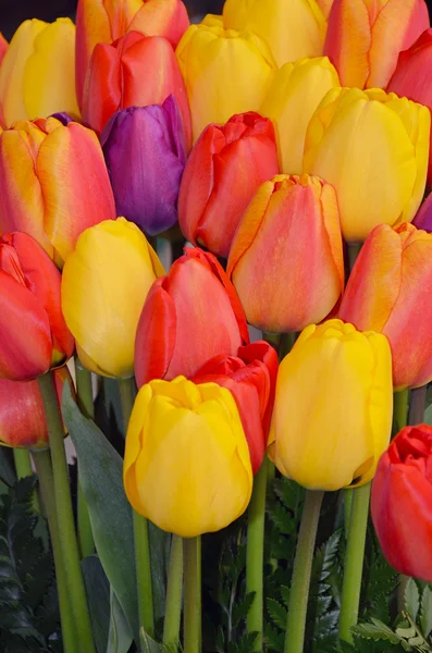 Jolie bande de tulipes — Photo