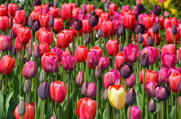 Różowe i fioletowe tulipany — Zdjęcie stockowe