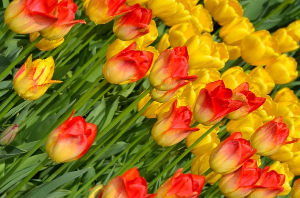 Tulipanes naranja y amarillo —  Fotos de Stock