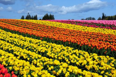 Colorful tulip rows clipart