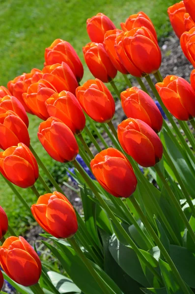 Rode spring tulpen — Stockfoto