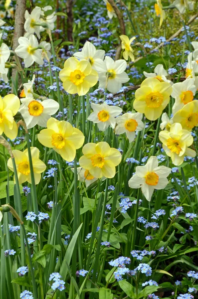 Primavera daffodil jardim — Fotografia de Stock
