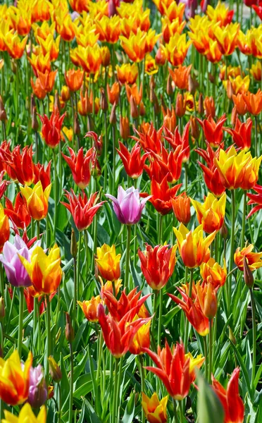 Tulipani soleggiati — Foto Stock