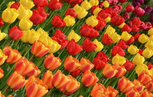 Tulpen in volle glorie — Stockfoto