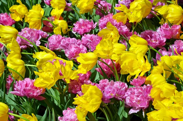 粉色和黄色郁金香 — 图库照片