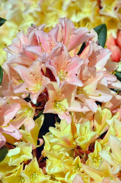 Lyserød og gul rhododendron - Stock-foto