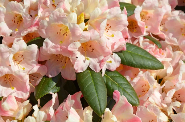 Stock image Pink rhododendron bush