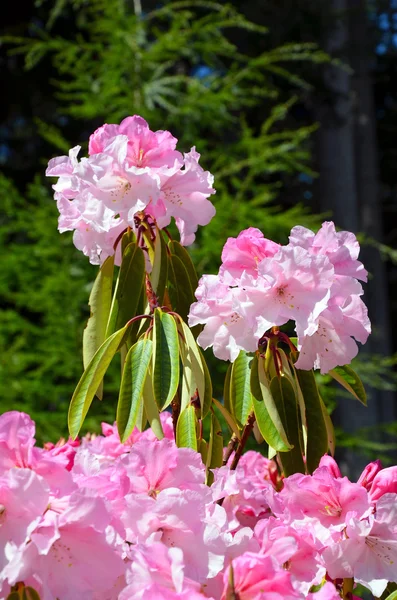 Růžový rododendron Bushe — Stock fotografie
