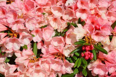 Pembe Rhododendron çiçekleri