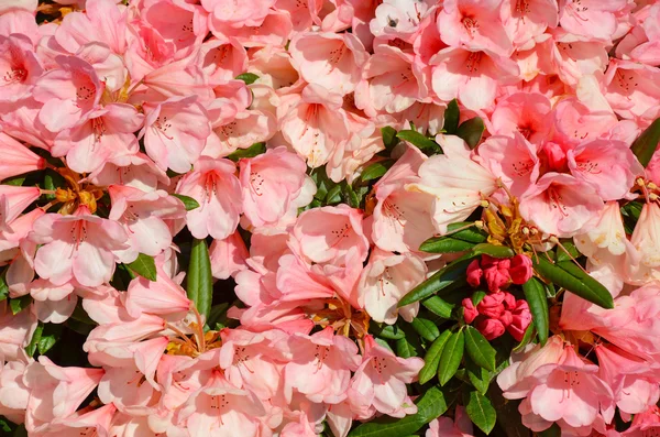 Różowe kwiaty rododendronu — Zdjęcie stockowe