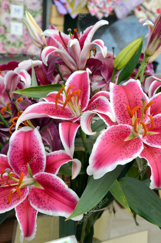 Pictures: stargazer lily bouquet | Stargazer lily bouquet — Stock Photo