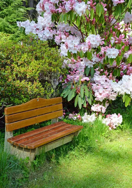 Bench in rhododendron garden — Stock Photo, Image