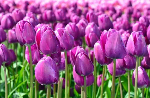 Purple spring tulips — Stock Photo, Image
