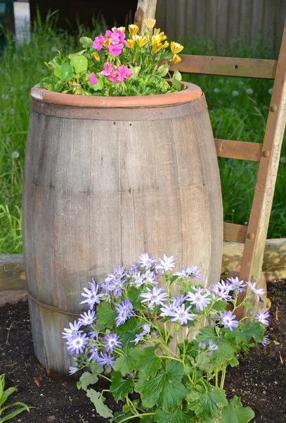 Flower barrel — Stock Photo, Image