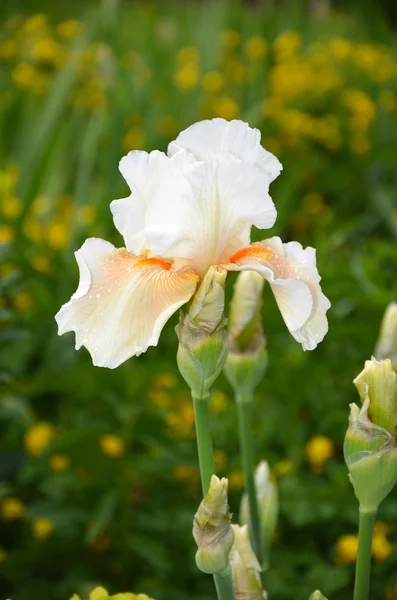 Witte iris — Stockfoto