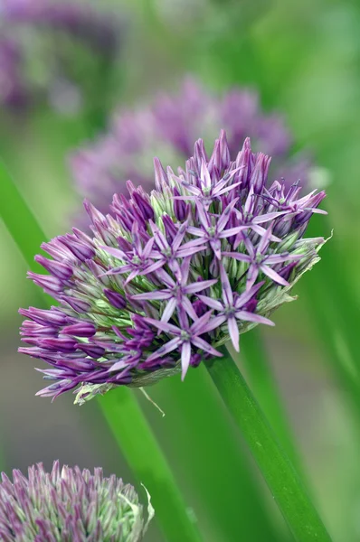 紫色的洋葱花 — 图库照片