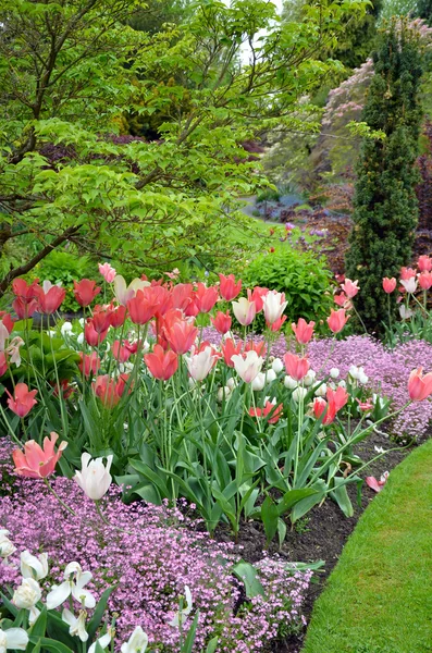 Jardin de tulipes roses — Photo