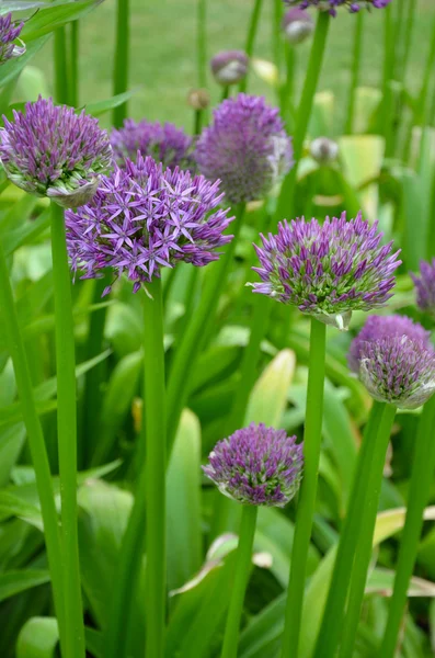 Flores de cebolla púrpura — Foto de Stock