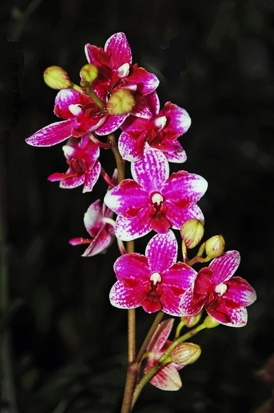 Coloridas orquídeas polilla —  Fotos de Stock