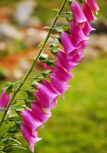 Pink foxglove — Stock Photo, Image