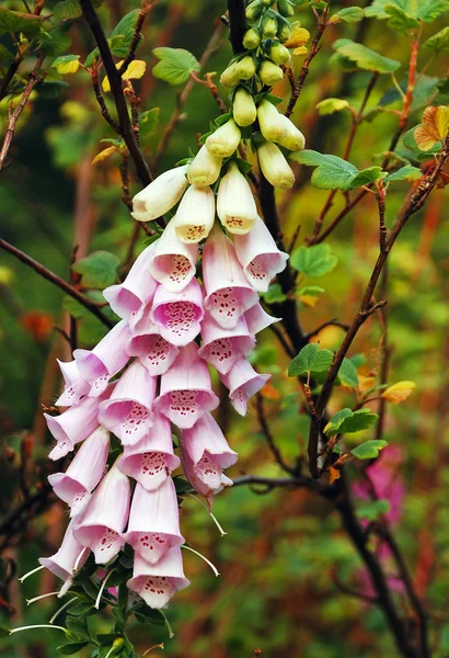 Розовая лисья перчатка цветёт — стоковое фото