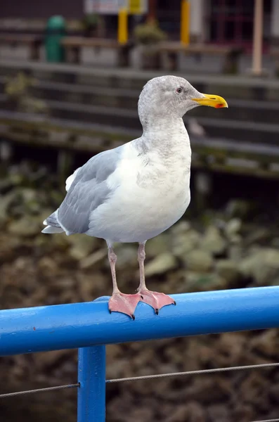 Seagull on railing — Stock Photo, Image