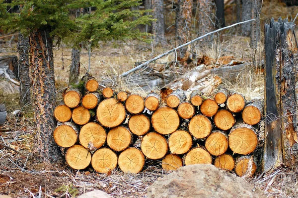 stock image Stacked firewood