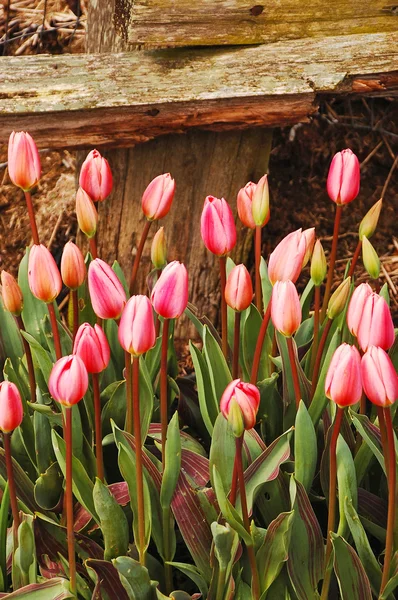 분홍빛 봄 튤립 — 스톡 사진