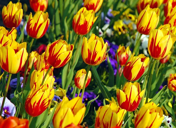 Csíkos tulipán — Stock Fotó