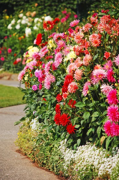 Colorful dahlias — Stock Photo, Image
