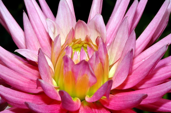 Růžová květinka dahlia — Stock fotografie