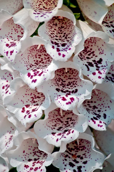 Biały floxglove — Zdjęcie stockowe
