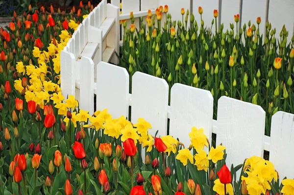 Daffodils e tulipas — Fotografia de Stock