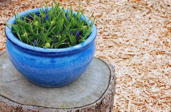 Blue flower pot — Stock Photo, Image