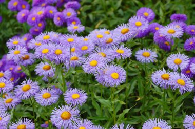 Purple aster flowers clipart