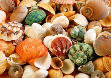 Colorful shells clipart