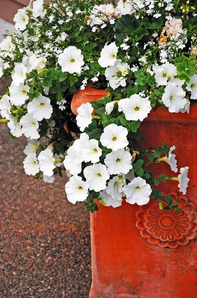 Petunias blancas — Foto de Stock